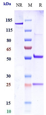 0 - Anti-Integrin aV / ITGAV / CD51 Reference Antibody (intetumumab) APR10606
