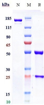0 - Anti-Rabies virus GP Reference Antibody (foravirumab) APR10608