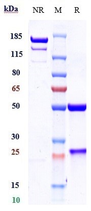 0 - Anti-B7-H1 / PD-L1 / CD274 Reference Antibody (cosibelimab) APR10609