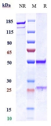 0 - Anti-MPL / TPOR / CD110 Reference Antibody (TA136) APR10610