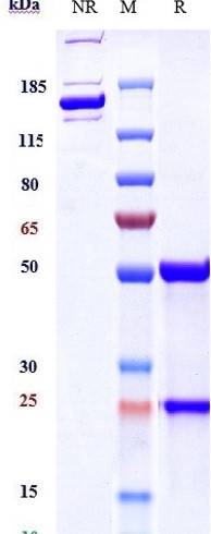 0 - Anti-IL-2Ra / CD25 Reference Antibody (basiliximab) APR10611