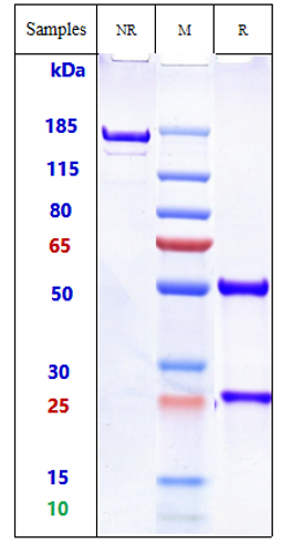 0 - Anti-GD2 Reference Antibody (dinutuximab) APR10612