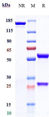 0 - Anti-ERBB1 / EGFR / HER1 Reference Antibody (cetuximab) APR10614