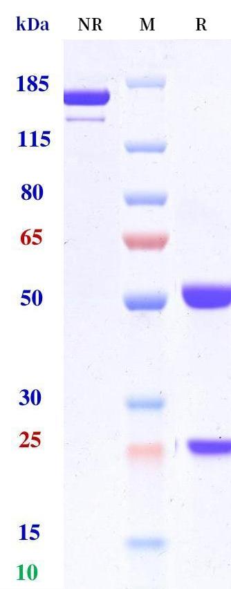 0 - Anti-TNFRSF5 / CD40 Reference Antibody (iscalimab) APR10615