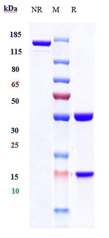 0 - Anti-PDCD1 / PD-1 / CD279 Reference Antibody (cetrelimab) APR10616