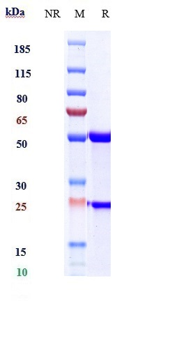 0 - Anti-IL-13 Reference Antibody (abrezekimab) APR10619