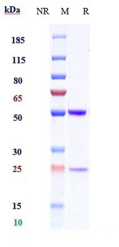0 - Anti-IL-1b Reference Antibody (CDP484) APR10621