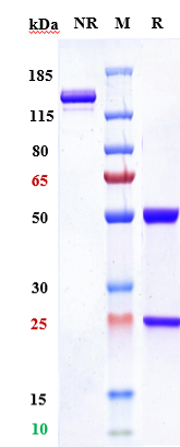 0 - Anti-ROR2 Reference Antibody (ozuriftamab vedotin) APR10623
