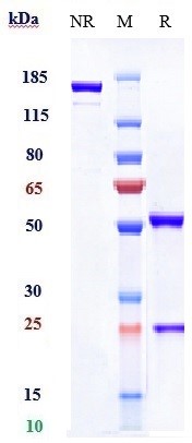 0 - Anti-B7-H1 / PD-L1 / CD274 Reference Antibody (durvalumab) APR10625