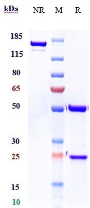 0 - Anti-FGF23 Reference Antibody (burosumab) APR10626