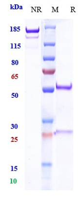 0 - Anti-PDCD1 / PD-1 / CD279 Reference Antibody (budigalimab) APR10627