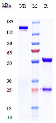 0 - Anti-AOC3 / VAP1 Reference Antibody (timolumab) APR10628