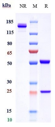 0 - Anti-CD4 Reference Antibody (tregalizumab) APR10629