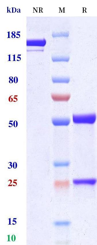 0 - Anti-Spike RBD Reference Antibody (Romlusevimab) APR10631
