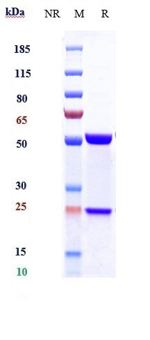 0 - Anti-IL-21 Reference Antibody (avizakimab) APR10634