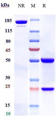 0 - Anti-PCSK9 Reference Antibody (bococizumab) APR10635