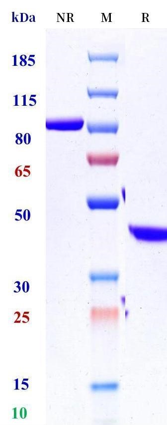 0 - Anti-TNFSF5 / CD40L / CD154 Reference Antibody (letolizumab) APR10637