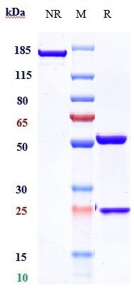 0 - Anti-CXCR4 / CD184 Reference Antibody (ulocuplumab) APR10638