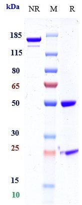 0 - Anti-Mesothelin Reference Antibody (BMS-986148) APR10641