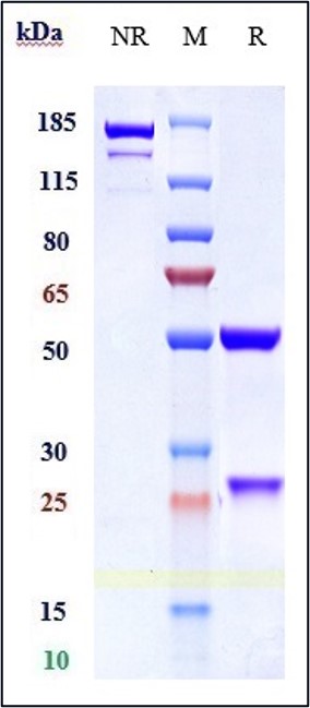 0 - Anti-Alpha-synuclein Reference Antibody (cinpanemab) APR10644