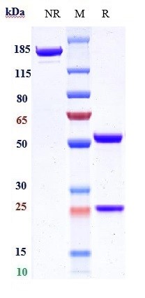0 - Anti-Integrin a5b1 (ITGA5 & ITGB1) Reference Antibody (volociximab) APR10645