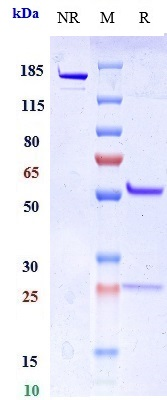 0 - Anti-LAG3 / CD223 Reference Antibody (miptenalimab) APR10646