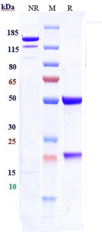 0 - Anti-ICAM1 / CD54 Reference Antibody (bersanlimab) APR10647