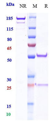 0 - Anti-PDCD1 / PD-1 / CD279 Reference Antibody (ezabenlimab) APR10648