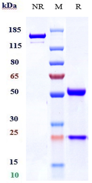 0 - Anti-TNFRSF17 / BCMA / CD269 Reference Antibody (belantamab) APR10652