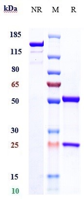 0 - Anti-TFPI Reference Antibody (befovacimab) APR10653