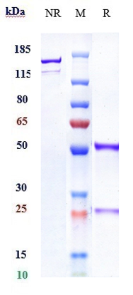 0 - Anti-CTLA-4 / CD152  Reference Antibody (nurulimab) APR10654