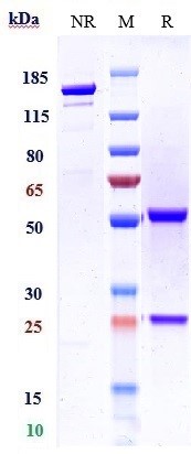 0 - Anti-CD20 / MS4A1 Reference Antibody (divozilimab) APR10655