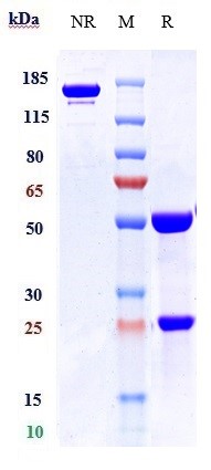 0 - Anti-PTPRC / CD45 Reference Antibody (apamistamab) APR10656