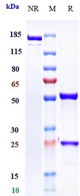 0 - Anti-F11 / Factor XI Reference Antibody (osocimab) APR10658