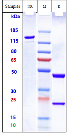 0 - Anti-FOLH1 / PSMA Reference Antibody (pelgifatamAb) APR10659