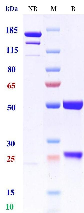 0 - Anti-LYPD3 / C4.4A Reference Antibody (lupartumab) APR10660