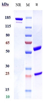 0 - Anti-ILDR2 Reference Antibody (bapotulimab) APR10661