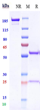 0 - Anti-TNFRSF4 / OX40 / CD134 Reference Antibody (ivuxolimab) APR10662