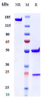 0 - Anti-IL-1RL1 / ST2 / IL-33R Reference Antibody (astegolimab) APR10667