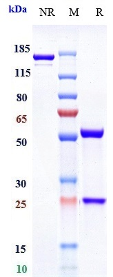 0 - Anti-IL-6Ra / CD126 Reference Antibody (APX007) APR10669