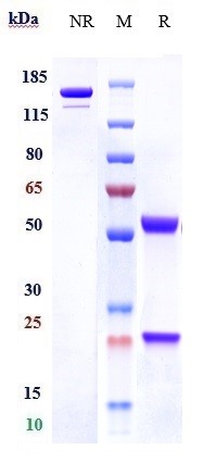 0 - Anti-C1q Reference Antibody (ANX005) APR10670