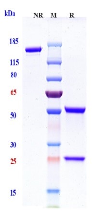 0 - Anti-TIGIT Reference Antibody (etigilimab) APR10671
