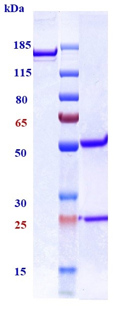 0 - Anti-TGFb1 Reference Antibody (NIS793) APR10673