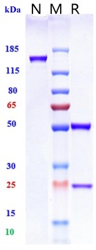 0 - Anti-TNFSF5 / CD40L / CD154 Reference Antibody (Toralizumab) APR10674