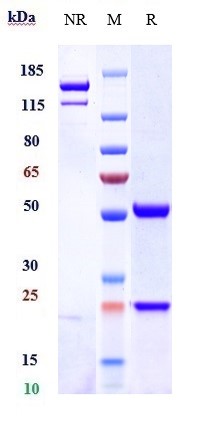 0 - Anti-INHBA / Activin A Reference Antibody (garetosmab) APR10679