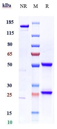 0 - Anti-MIF Reference Antibody (imalumab) APR10680