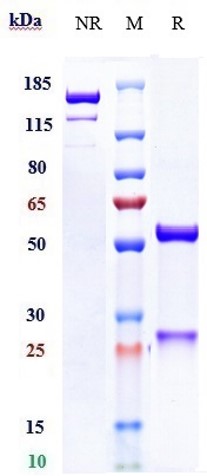 0 - Anti-Mesothelin Reference Antibody (anetumab ravtansine) APR10681