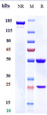 0 - Anti-CSF1 / M-CSF Reference Antibody (lacnotuzumab) APR10682