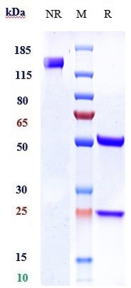 0 - Anti-Ly6E Reference Antibody (RG7841) APR10683