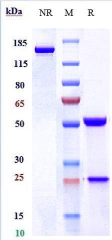 0 - Anti-KIR3DL2 / CD158k Reference Antibody (lacutamab) APR10685